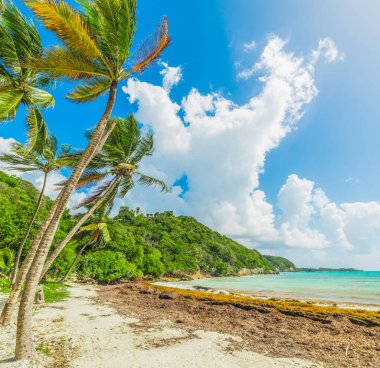 Les Salines Beach Guadeloupe Adası, Fransız Batı Hindistan cevizi palmiye ağaçları. Küçük Antiller, Karayip Denizi