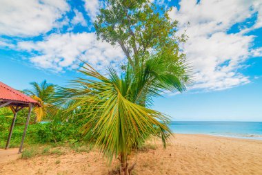 Guadeloupe La Perle plajrenkli sahil, Fransız batı hint adaları. Küçük Antiller, Karayip denizi