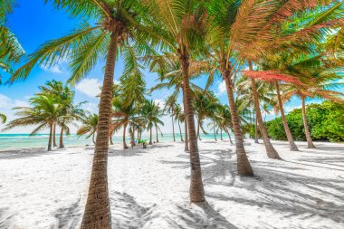Guadeloupe Bois Jolan plajda birkaç hindistan cevizi palmiye ağaçları, Fransız batı hint adaları. Küçük Antiller, Karayip denizi