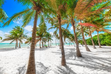 Several coconut palm trees in Bois Jolan beach in Guadeloupe, French west indies. Lesser Antilles, Caribbean sea clipart