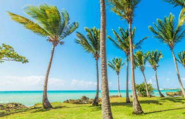 Guadeloupe Bas du Fort plajda palmiye ağaçları ve turkuaz su, Fransız batı hint adaları. Küçük Antiller, Karayip denizi