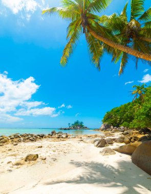 Anse Royale plajında palmiye ağaçları. Mahe Adası, Seyşeller