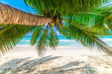 Anse Lazio plajında kumların üzerinde palmiye ağacı. Praslin Adası, Seyşeller