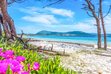 Alghero Maria Pia plajda çiçekler ve beyaz kum. Sardunya, İtalya