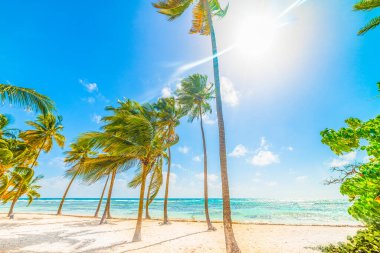 Parlayan bir güneş altında Guadeloupe La Caravelle plaj, Fransız batı hint adaları. Küçük Antiller, Karayip denizi