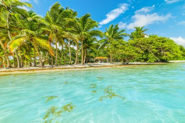 Guadeloupe Bois Jolan plaj, Fransız batı hint adaları. Küçük Antiller, Karayip denizi