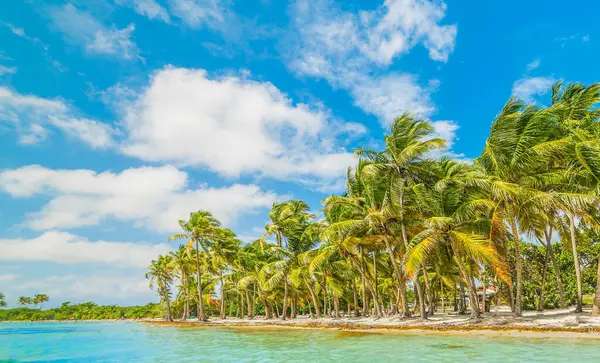 Turquoise water and palm trees in Bois Jolan beach in Guadeloupe, Caribbean sea