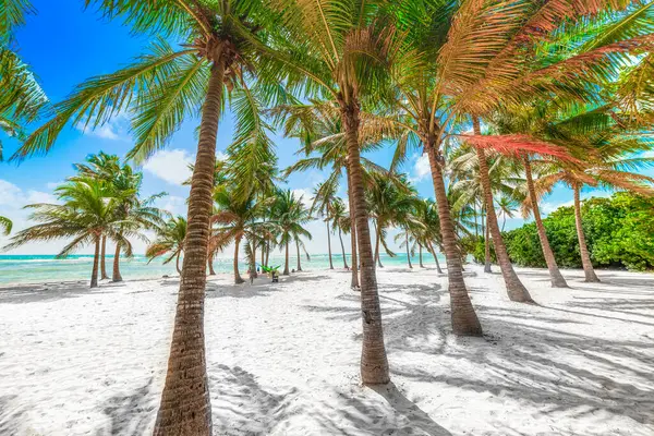 Flera Kokospalmer Bois Jolan Beach Guadeloupe Franska Västindien Små Antillerna Stockbild