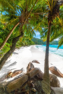 Anse Lazio sahilinde palmiye ağaçları ve beyaz kum. Praslin Adası, Seyşeller