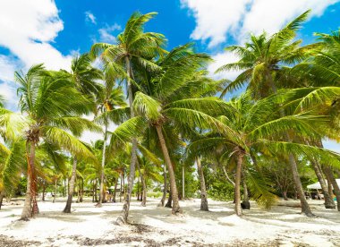 Guadeloupe Bois Jolan plajda palmiye ağaçları, Fransız batı hint adaları. Küçük Antiller, Karayip denizi