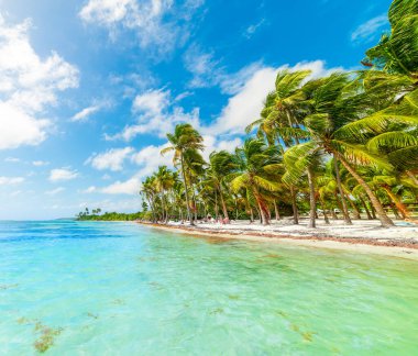 Palmiyeler ve berrak su Bois Jolan Beach Guadeloupe, Fransız Batı Hindistan içinde. Küçük Antiller, Karayip Denizi