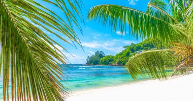 Baie Lazare sahilinde palmiye ağaçları ve beyaz kum. Mahe Adası, Seyşeller