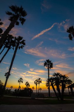 Santa Monica sahilindeki palmiye ağaçları gün batımında. Kaliforniya, Amerika Birleşik Devletleri