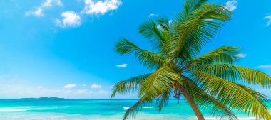 Güneşli bir günde tropik bir sahilde palmiye ağacı ve turkuaz su