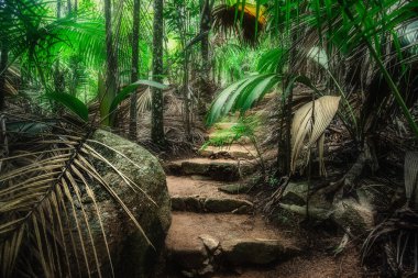 Stone steps in a tropical jungle in Seychelles  clipart