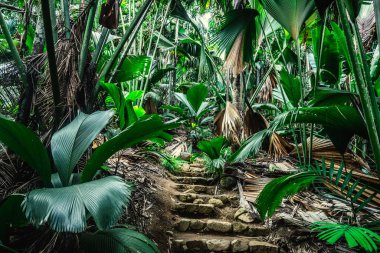Seyşeller 'deki tropikal bir ormanda yoğun bitki örtüsü