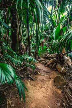 Tropikal bir ormanda bitki örtüsüyle çevrili toprak yol. 
