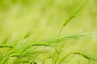 Yeşil bir tarlada buğday kulaklarını kapat.