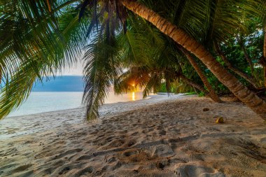 Gün batımında tropik bir sahilde, deniz kenarında palmiye ağaçları.
