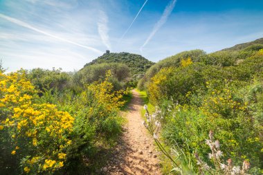 İlkbaharda bitkiler ve çiçeklerle çevrili dar toprak patika
