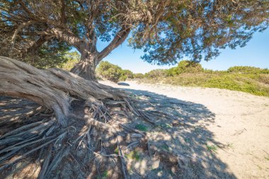 İlkbaharda kumda çam ağacı kökleri