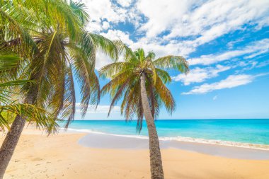 Guadeloupe, Karayip Denizi 'ndeki tropikal bir sahilde palmiyeler