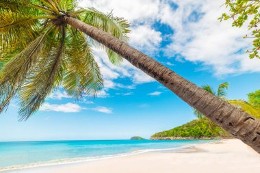Guadeloupe, Karayipler 'de tropikal bir plajda uzanan palmiye ağacı