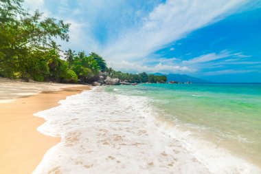 Tropik bir sahilde, deniz kenarında beyaz kum ve palmiye ağaçları. Seyşeller, Hint Okyanusu