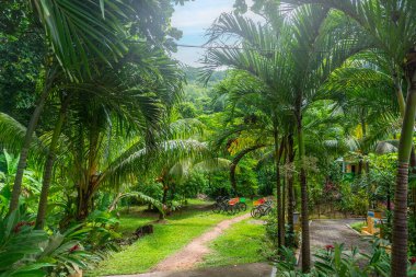 Mavi gökyüzünün altındaki tropikal bir bahçede parketmiş bisikletler.