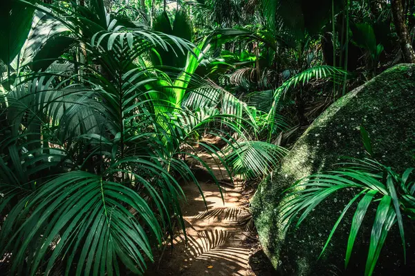 Path in the jungle surrounded by thick vegetation. Seychelles, Africa