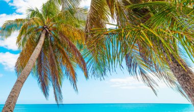 Tropik bir sahilde palmiye ağaçları ve turkuaz deniz. La Perle Sahili, Guadeloupe, Karayip Denizi