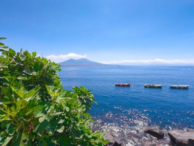 Arka planda Vezüv Dağı olan deniz kıyısındaki incir ağacı. Napoli, İtalya