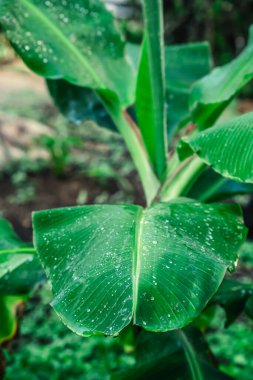 Su damlaları olan bir muz ağacını kapat.