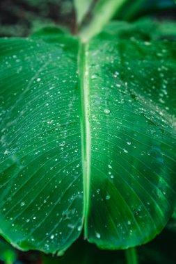 Su damlacıklarıyla muz ağacı yaprağını kapat.