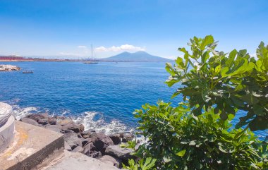 Napoli 'de deniz kenarında incir ağacı ve arka planda Vezüv Dağı.
