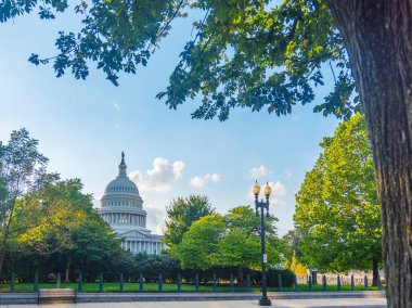 Açık bir günde Birleşik Devletler Kongre Binası bir ağacın arkasından görülüyor. Washington D.C., ABD