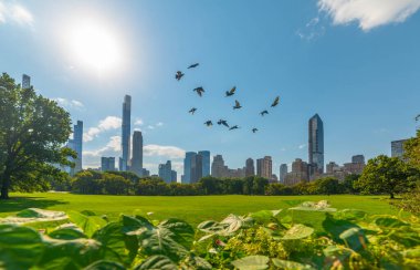 Arka planda Manhattan gökdelenleri olan Sheep Meadow üzerinde uçan bir kuş. Central Park, New York City, ABD