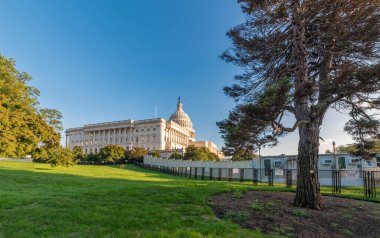 Gün batımında Birleşik Devletler Kongre Binası 'nın yanındaki çam ağacı. Washington D.C., ABD