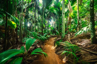Yoğun bitki örtüsü ormanda bir yürüyüş yolunu çevrelemiş.
