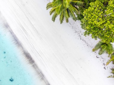 Palmiye ağaçları ve turkuaz suyu olan tropik bir sahil manzarası. Seyşeller, Hint Okyanusu