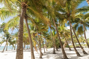Karayip denizinde tropik bir sahilde palmiye ağaçları ve beyaz kum