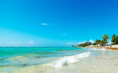 Turkuaz su ve palmiye ağaçları Karayip denizinde tropik bir plajda