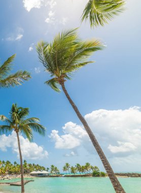 Tropik bir sahilde, deniz kenarında palmiye ağaçları. Guadeloupe, Karayip Denizi