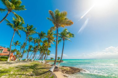 Tropikal bir sahilde, parlayan güneşin altında, deniz kenarında palmiye ağaçları. Bas Du Fort Sahili, Guadeloupe, Batı Hint Adaları, Karayip Denizi