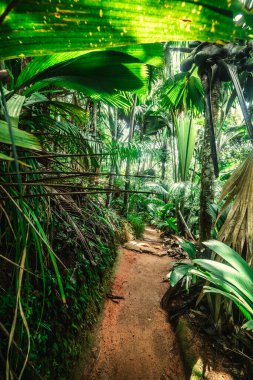 Ormandaki patika tropik bitki örtüsüyle çevrili. Seyşeller, Afrika
