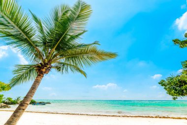 Tropik bir sahilde palmiye ağacı ve beyaz kum. Guadeloupe, Karayip Denizi