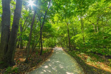Central Park 'ta parlayan güneşin altında yürüyüş yolu. New York City, ABD