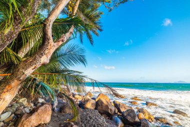 Tropik bir sahilde palmiye ağaçları ve kayalar. Guadeloupe, Karayip Denizi