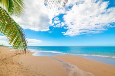 Tropik bir sahilde palmiyeler, altın kum ve mavi deniz. Guadeloupe, Karayip Denizi