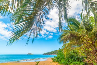 Tropik bir sahilde palmiye ağaçları ve altın kum. Guadeloupe, Karayip Denizi